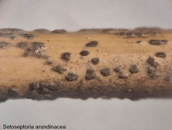  setoseptoria arundinacea